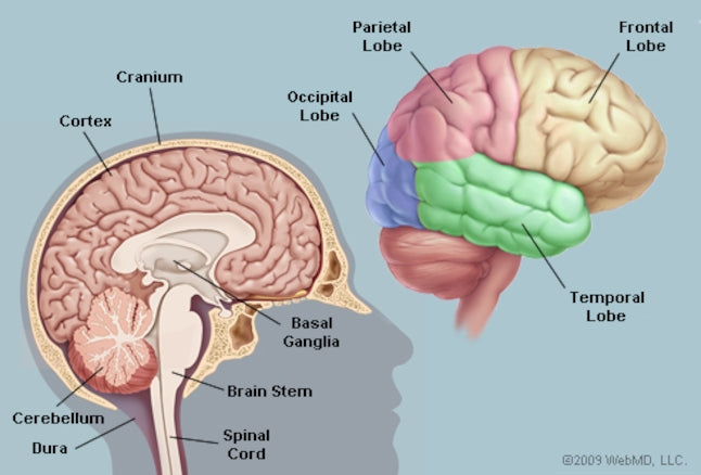 Right Left Right Wrong | Handedness and the Brain